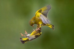 Greenfinches (Chloris chloris)