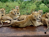 Lions, giraffes and elephants, oh my - A DPReview reader's African safari
